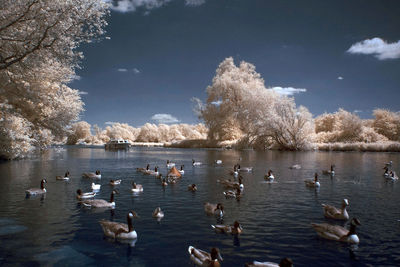 View of birds in calm lake