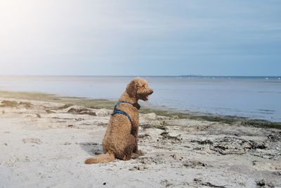 A goldendoodle sits on the beach by the baltic sea and looks out to sea