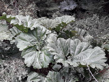 Close-up of frozen plant on field