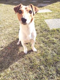Portrait of dog sitting outdoors