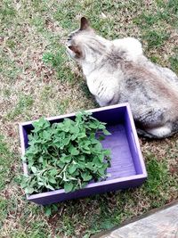 High angle view of cat on field