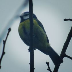 Low angle view of bird perching against sky