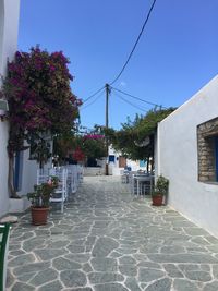 Empty footpath along trees