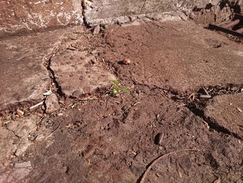 High angle view of plants