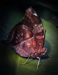 Close-up of insect on leaf