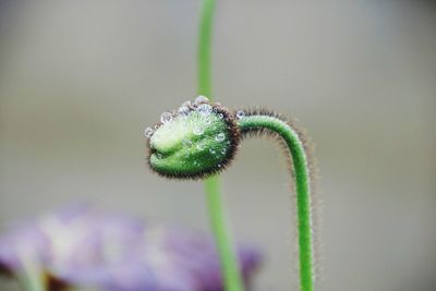 Close-up of green bud 