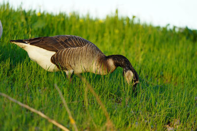 Side view of a bird on field