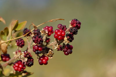 Close-up of red berries growing on tree