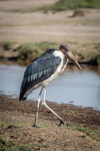 Marabou stork strides along beach beside stream