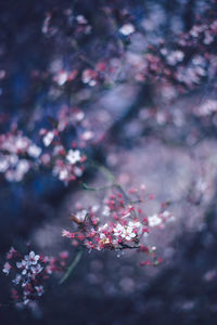 Close-up of pink cherry blossom