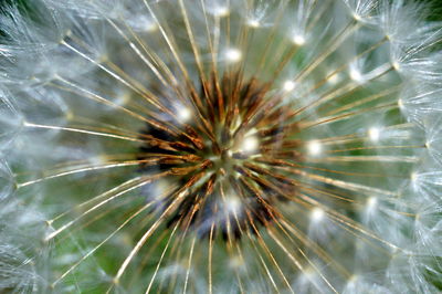 Full frame shot of flower