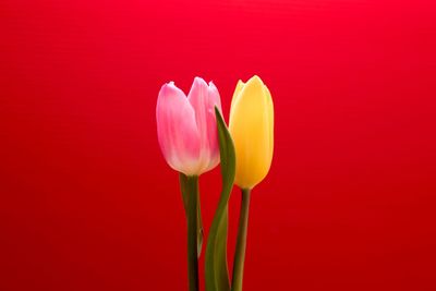 Close-up of red flower over pink background