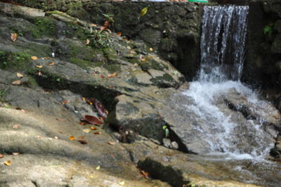 Scenic view of waterfall