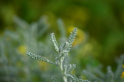 Close-up of flowering plant on land