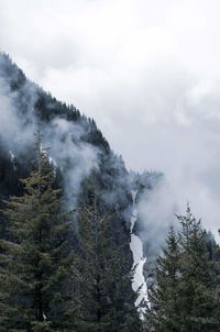 Scenic view of pine trees against sky