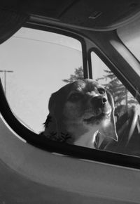 Dog looking through car window