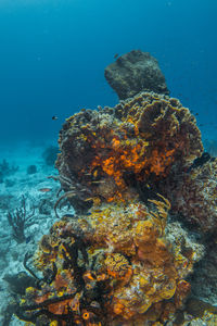 High angle view of coral in sea