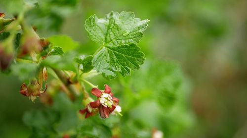 Close-up of red berries on plant