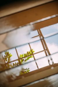 Low angle view of potted plant on window