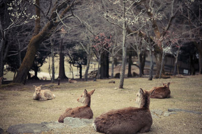 View of deer relaxing on field