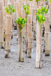 Close-up of plant growing in wood