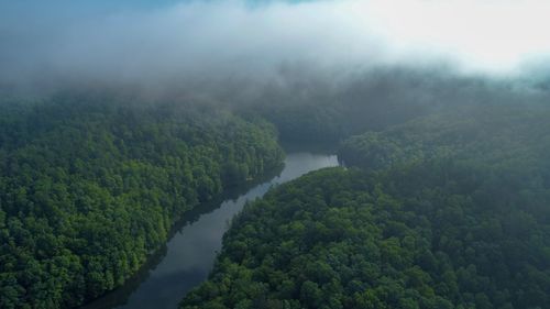 Scenic view of forest against sky