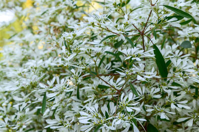 Close-up of plants