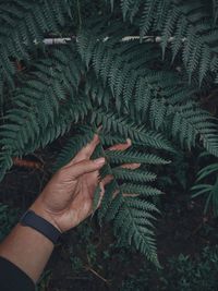 Cropped hand of woman holding plant