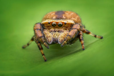 Close-up of spider