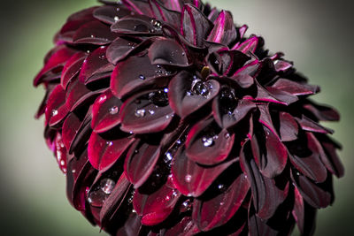 Close-up of wet red dahlia flower blooming at park