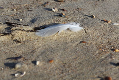 Close-up of fish on beach