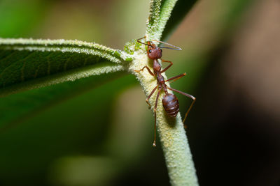 Close-up of insect on leaf