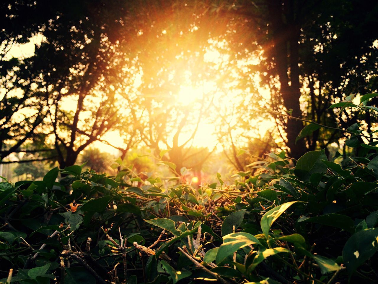 sun, sunlight, growth, tree, sunbeam, tranquility, sunset, nature, beauty in nature, lens flare, tranquil scene, plant, scenics, field, forest, orange color, leaf, no people, outdoors, landscape