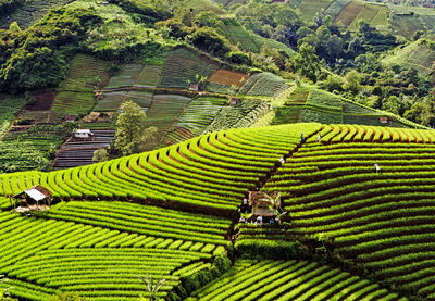 Scenic view of agricultural field