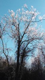 Low angle view of tree against clear sky