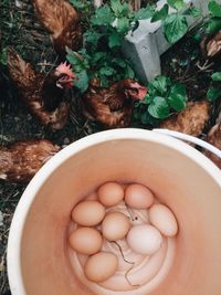 High angle view of bird in bowl