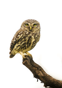 Owl perching on branch against white background