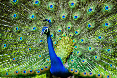 Close-up of peacock