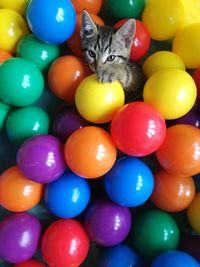 Portrait of cat in multi colored balloons