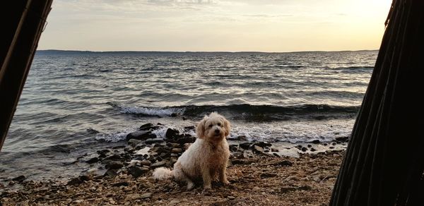 View of dog on beach