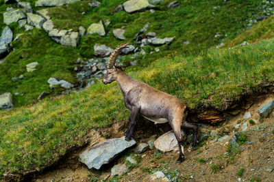 Side view of deer on rock