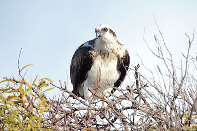 Low angle view of eagle perching on branch