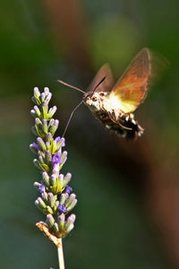 Close-up of butterfly pollinating on flower