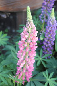 Close-up of pink flowering plant