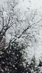 Low angle view of bare trees against sky