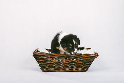 Close-up of kitten in basket against white background