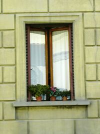 Plants seen through window