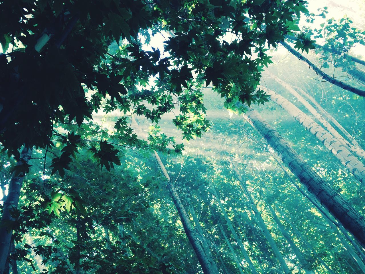 tree, low angle view, nature, growth, no people, branch, sky, outdoors, beauty in nature, backgrounds, day