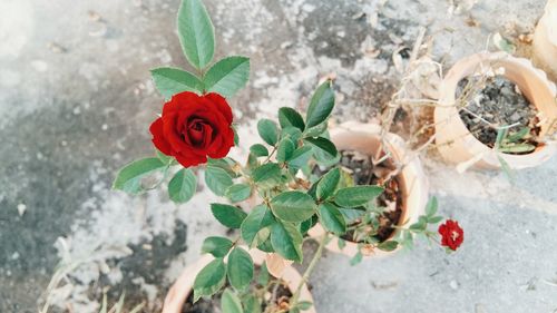 Close-up of red flowers