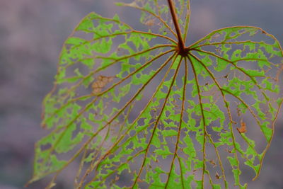 Close-up of leaves